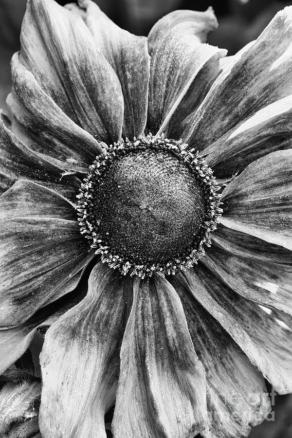 Flower Photograph - Rudbeckia Cappuccino Flower Monochrome by Tim Gainey