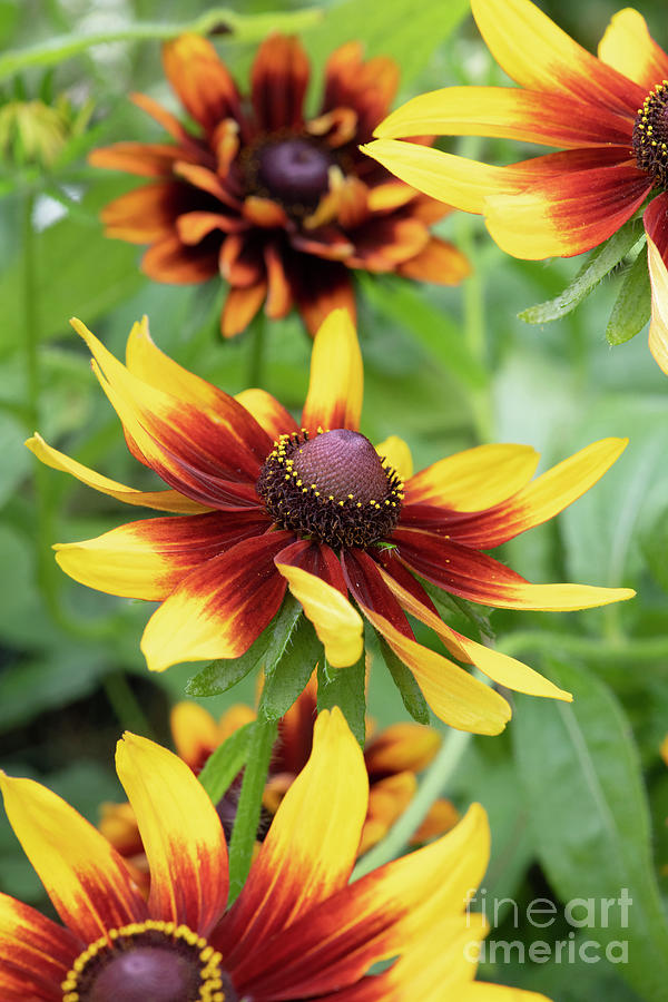 Rudbeckia Cappuccino Flowers in a Garden Border Photograph by Tim Gainey