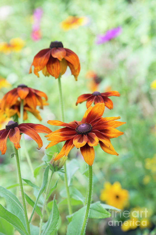Rudbeckia Cappuccino Flowers in Summer Photograph by Tim Gainey
