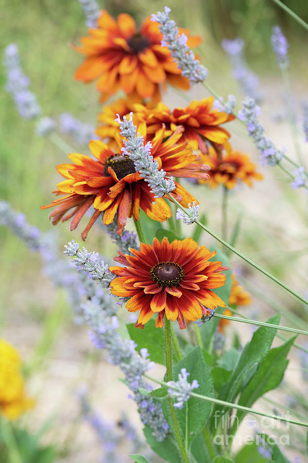 Rudbeckia Cherokee Sunset and Lavender Flowers in Summer Photograph by Tim Gainey