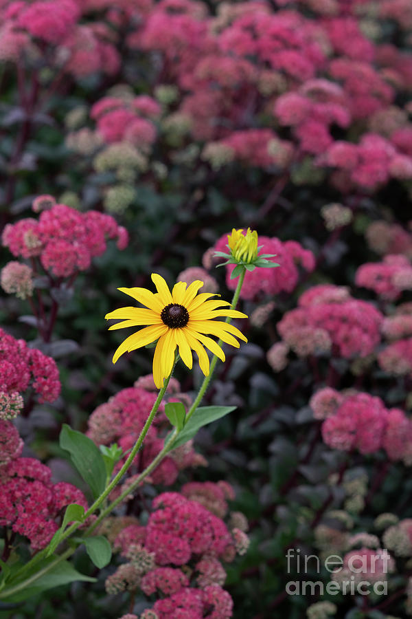 Rudbeckia Deamii and Stonecrop Red Cauli Flowers Photograph by Tim Gainey