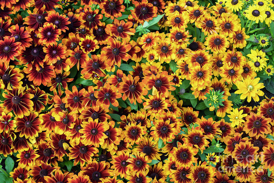 Rudbeckia Floral Pattern Photograph by Tim Gainey