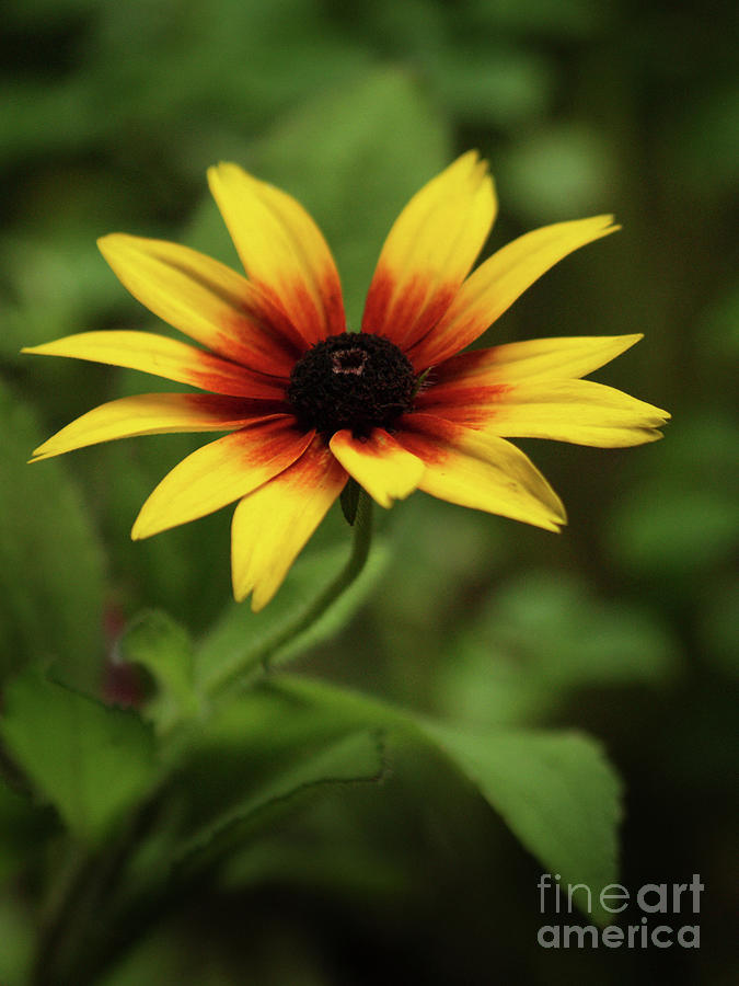 Rudbeckia Flower In The Shadows Of My Garden Photograph by Dorothy Lee