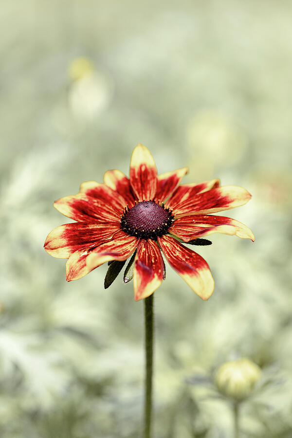 Rudbeckia Flower Photograph by Tanya C Smith