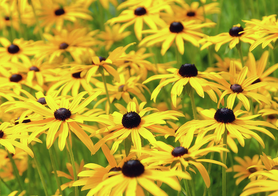 Rudbeckia Flowers Photograph by Maria Meester