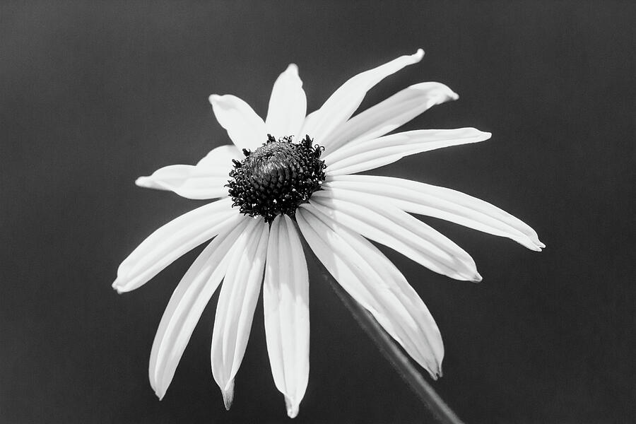 Rudbeckia Fulgida Black And White Photograph by Tanya C Smith