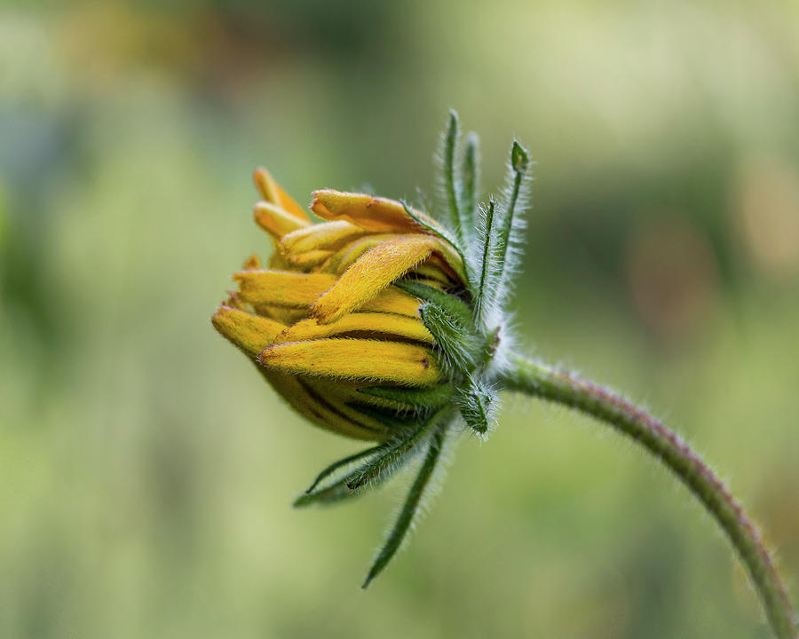 Daisy Photograph - Rudbeckia Fuzzy Bud by Patti Deters