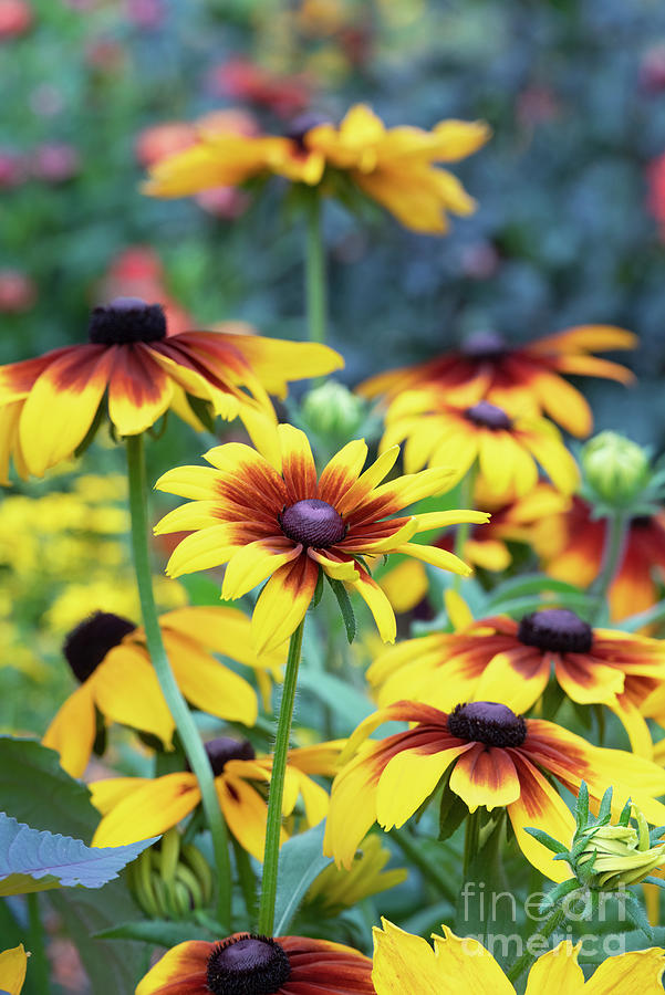 Rudbeckia Hirta Autumn Forest Flowers Photograph by Tim Gainey