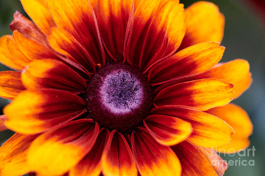Orange and Yellow Black-eyed Susan Flower Photograph by Abigail Diane Photography