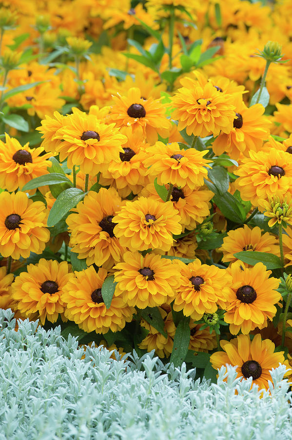 Rudbeckia Hirta Flowers in a Flower Bed Photograph by Tim Gainey