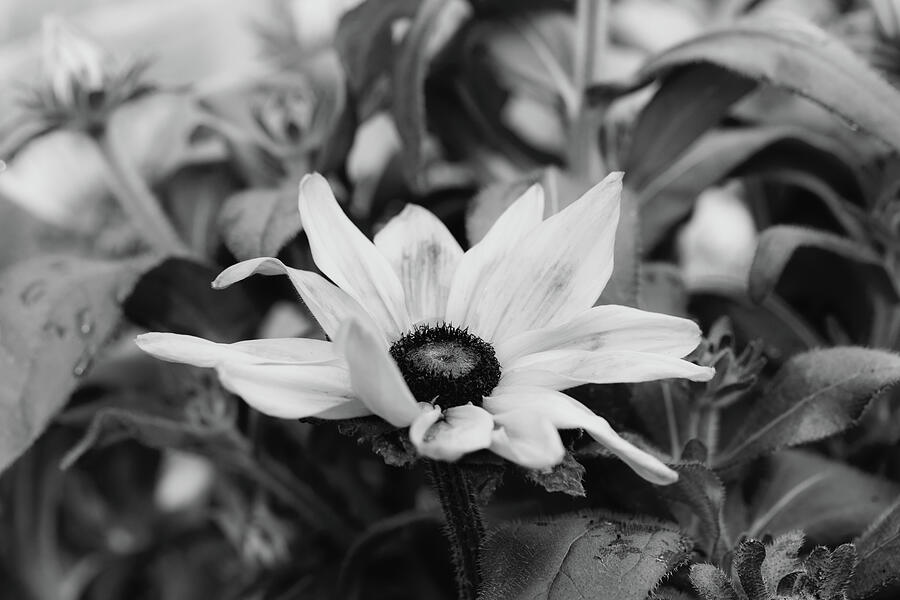 Rudbeckia Hirta In Black And White Photograph by Tanya C Smith