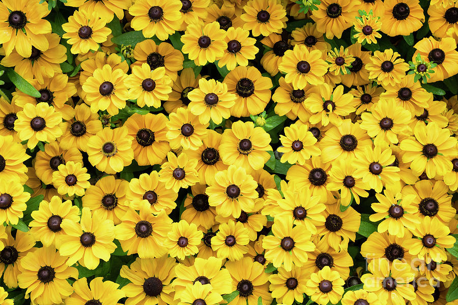 Flower Photograph - Rudbeckia Hirta Toto Floral Pattern by Tim Gainey