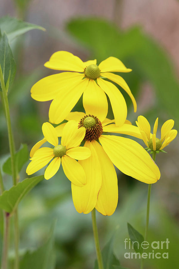 Rudbeckia Laciniata Herbstsonne Flowers Photograph by Tim Gainey