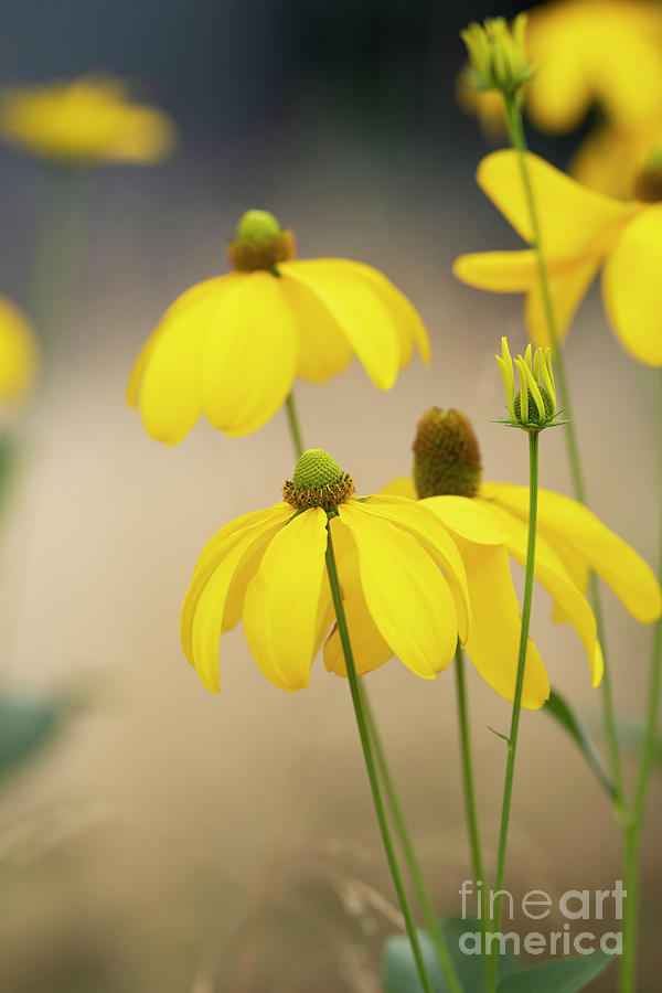 Rudbeckia Laciniata Herbstsonne Photograph by Tim Gainey