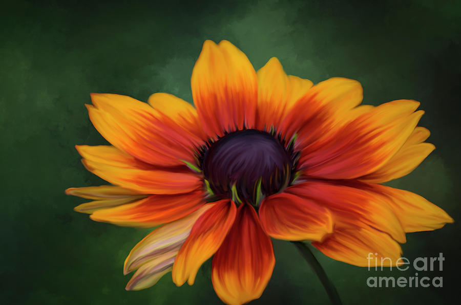 Rudbeckia Painted Photograph by Judy Wolinsky