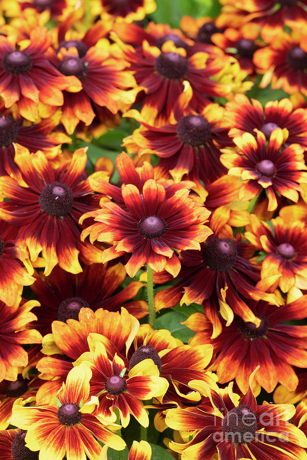 Flower Photograph - Rudbeckia Rustic Dwarf Coneflowers in a Flowerbed by Tim Gainey