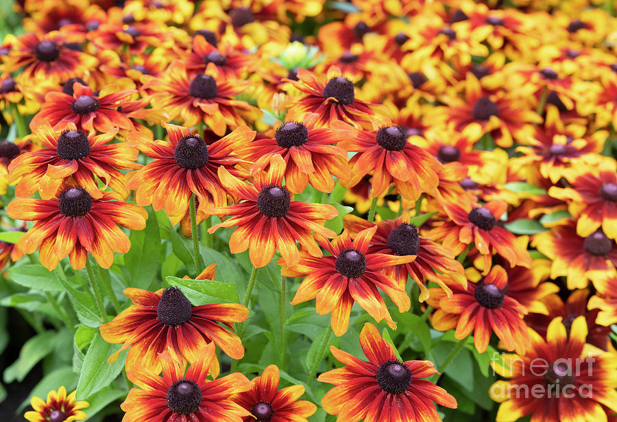 Rudbeckia Toto Rustic Flowers in Autumn Photograph by Tim Gainey