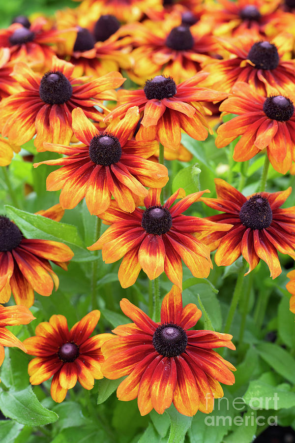Rudbeckia Toto Rustic Flowers Photograph by Tim Gainey