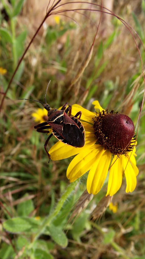 Rudbeckia with Assasin Bug  Photograph by Shelli Fitzpatrick