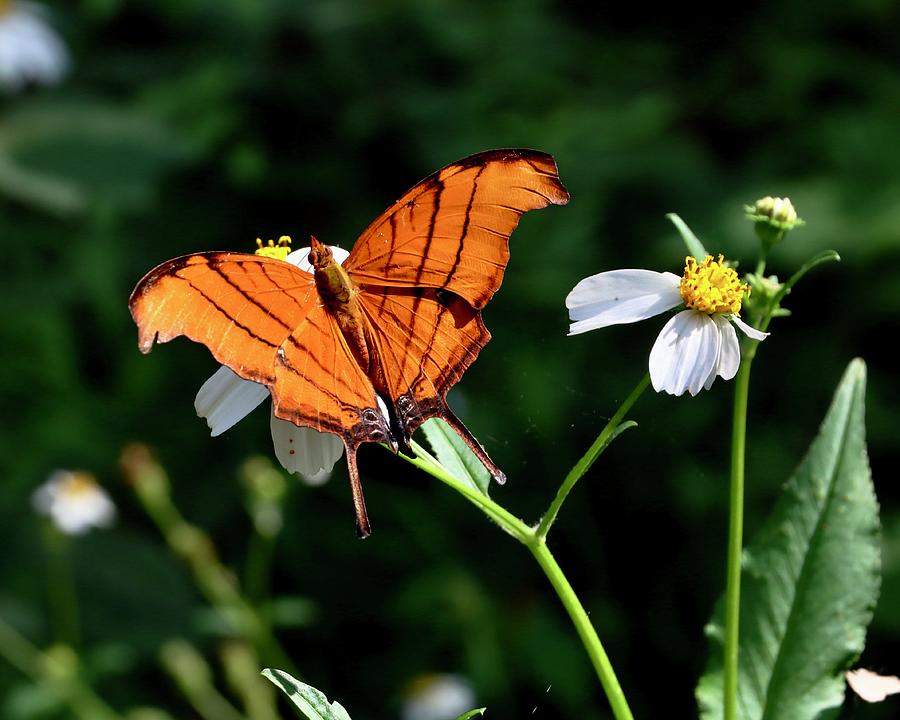 Ruddy Daggarwing Butterfly Photograph by Sarah Lilja