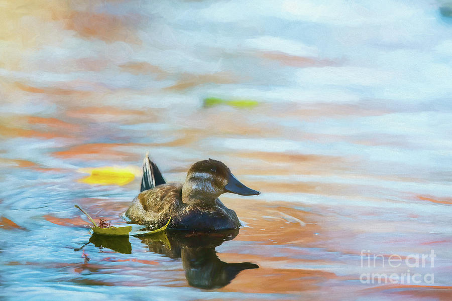 Ruddy Duck - digital painting Photograph by Scott Pellegrin
