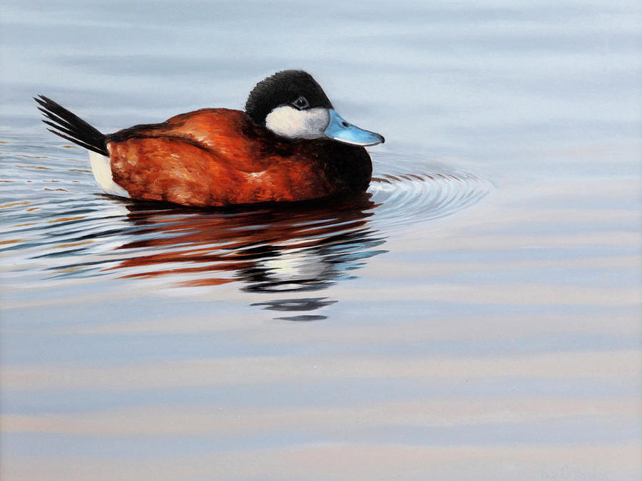 Ruddy Duck Drake Painting by Guy Crittenden