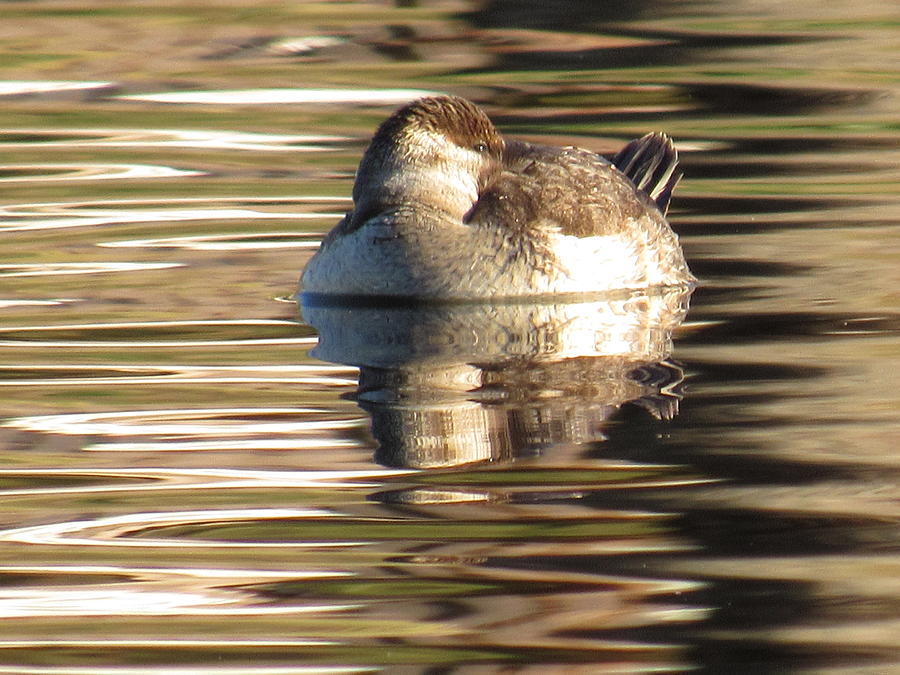 Ruddy Duck Female Snoozing Photograph by Adrienne Wilson