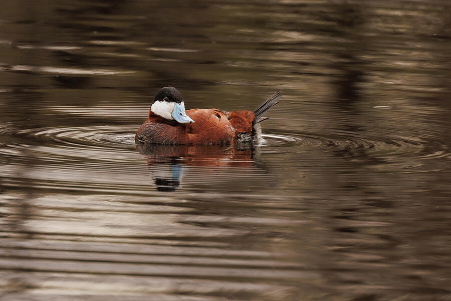 Bird Photograph - Ruddy Duck glance by Jean Noren