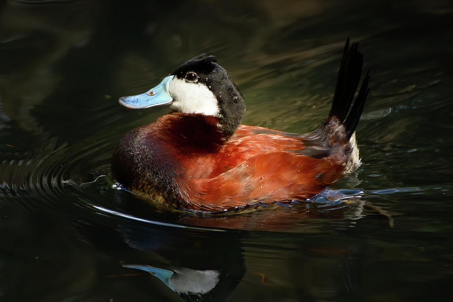 Ruddy Duck Photograph by Mark Andrew Thomas