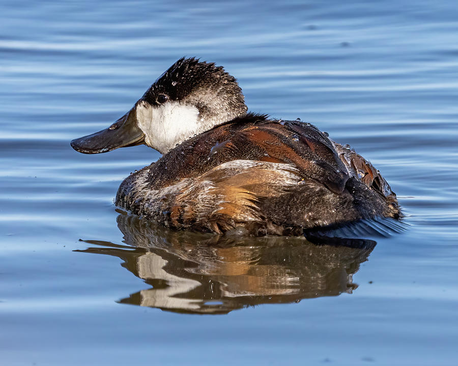 Ruddy duck on the river Photograph by William Krumpelman - Fine Art America