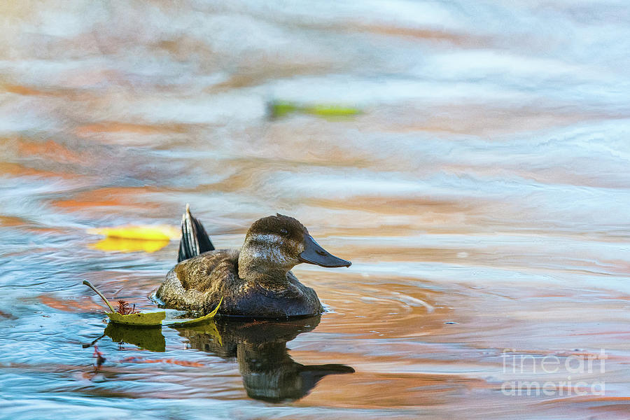 Ruddy Duck Photograph by Scott Pellegrin