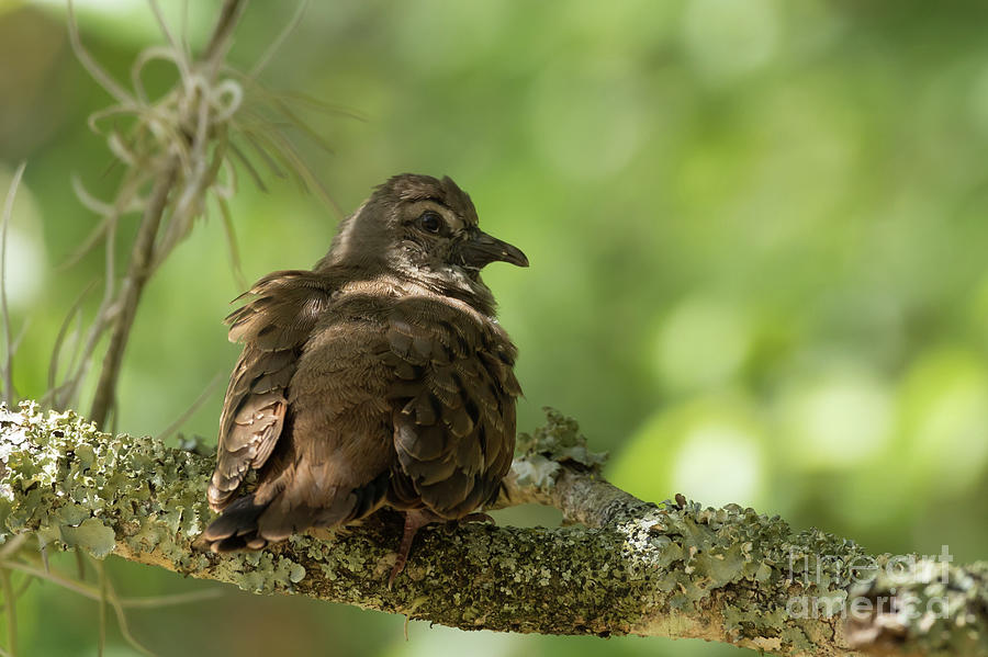 Ruddy Ground Dove Photograph by Eva Lechner