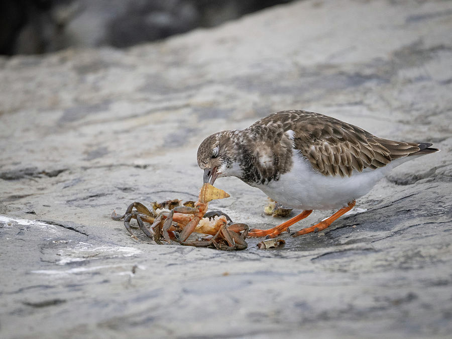 Ruddy Turnstone and a Crab Dinner Photograph by Kristia Adams