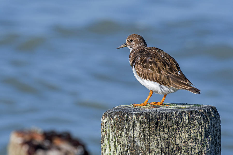 Ruddy Turnstone Photograph by Arterra Picture Library