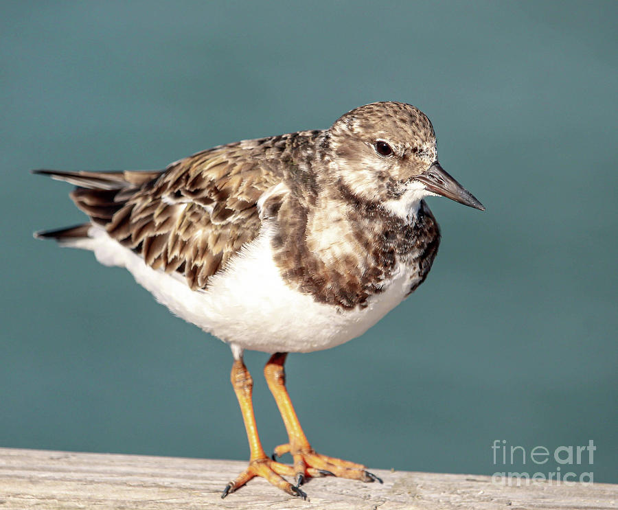 Ruddy Turnstone at the Fishing Pier Photograph by Joanne Carey