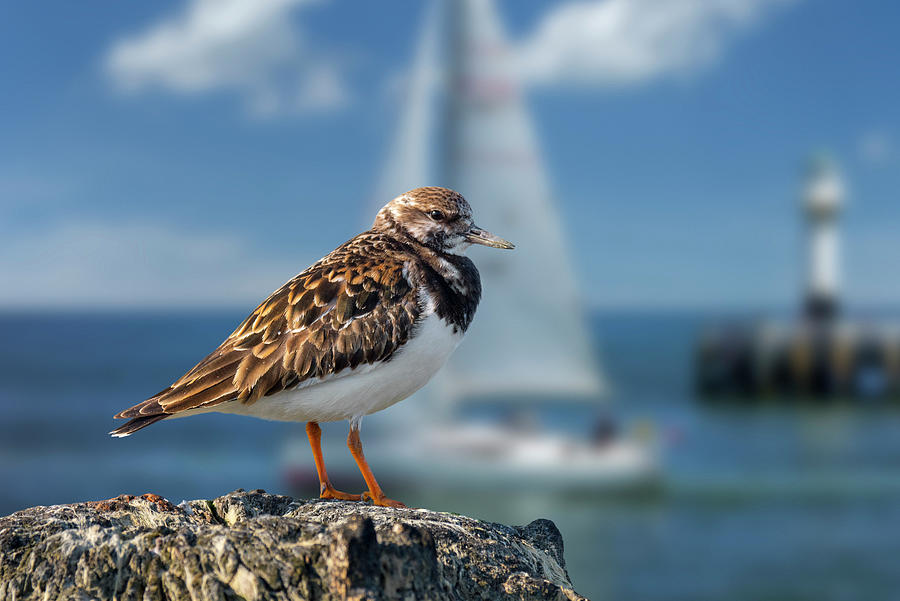 Ruddy Turnstone in Harbour Photograph by Arterra Picture Library