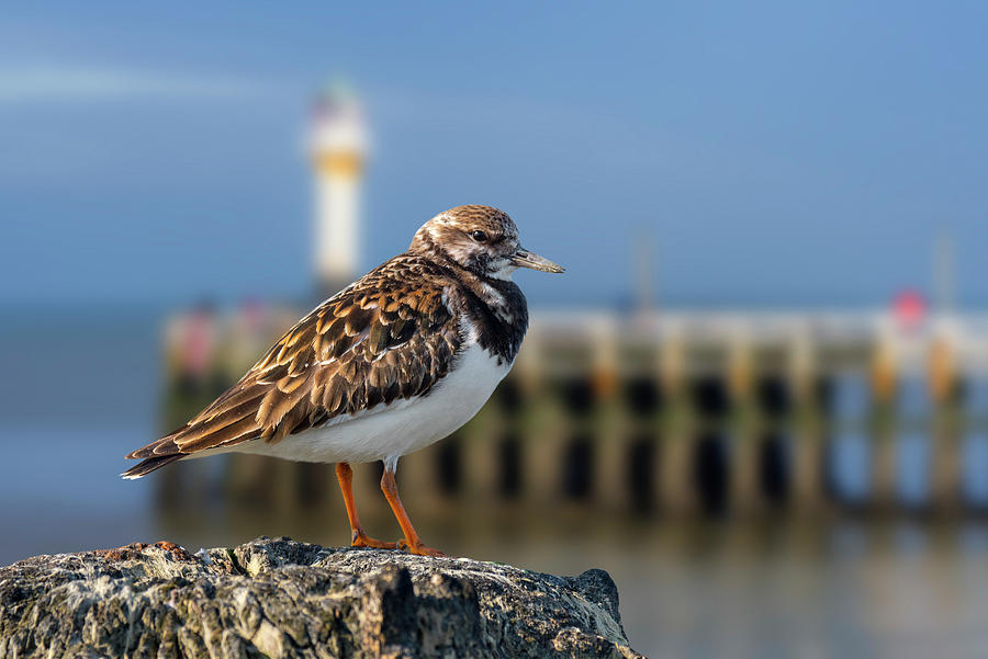 Ruddy Turnstone in Port Photograph by Arterra Picture Library