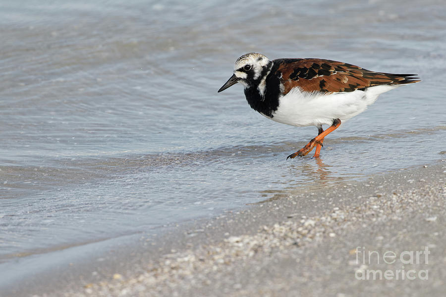 Ruddy Turnstone Photograph by Natural Focal Point Photography
