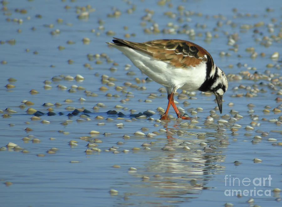 Ruddy Turnstone Searching Photograph by D Hackett