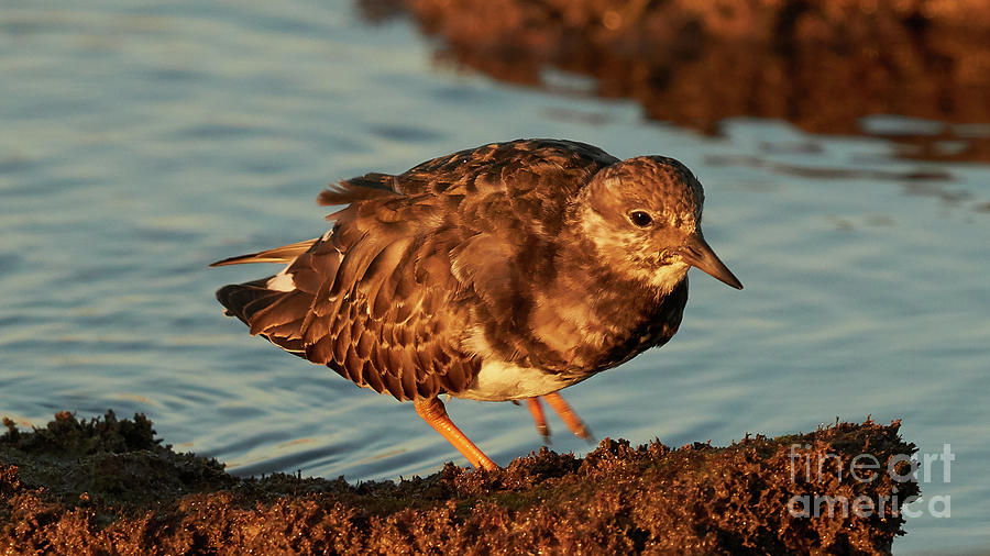 Ruddy Turnstone Standing on a Rock with the Blue Water in the Background Caleta Photograph by Pablo Avanzini