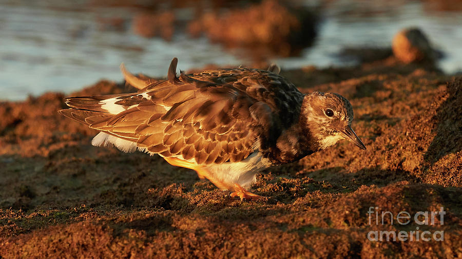 Ruddy Turnstone Standing on a Rock with the Sea in the Background Caleta Photograph by Pablo Avanzini
