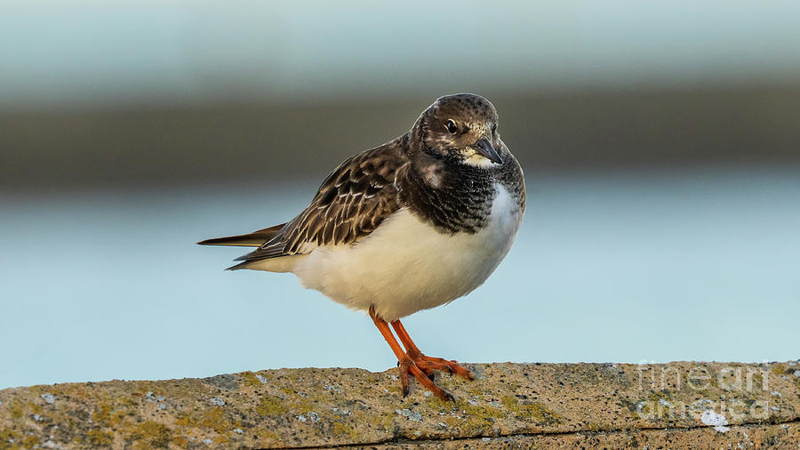 Ruddy Turnstone Standing on a Wall with the Blue Water in the Background La Caleta Cadiz Photograph by Pablo Avanzini