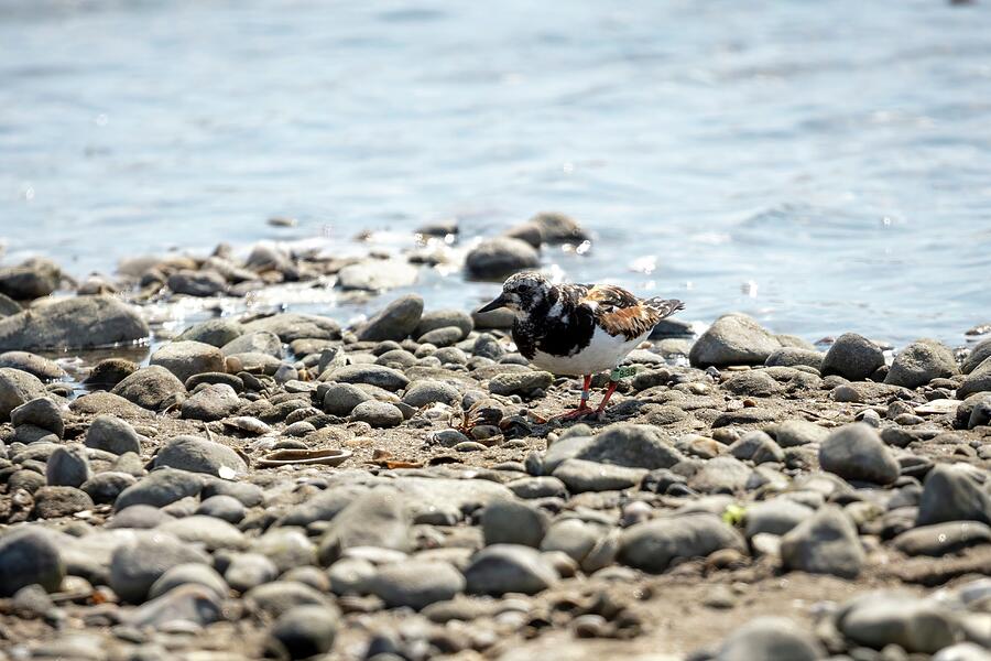 Wildlife Photograph - Ruddy Turnstone by Unbridled Discoveries Photography LLC