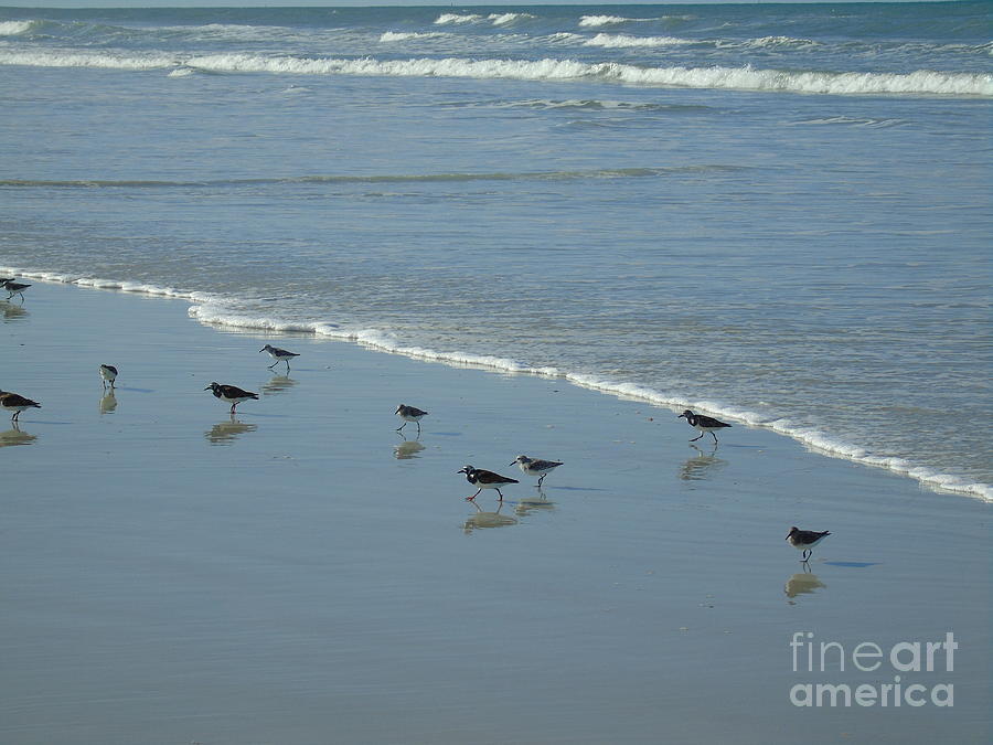 Ruddy Turnstones In The Surf Photograph by D Hackett