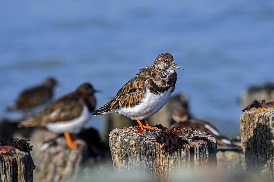 Ruddy Turnstones on Breakwater Photograph by Arterra Picture Library