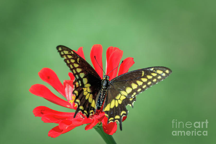 Rudkins swallowtail  Photograph by Richard Smith