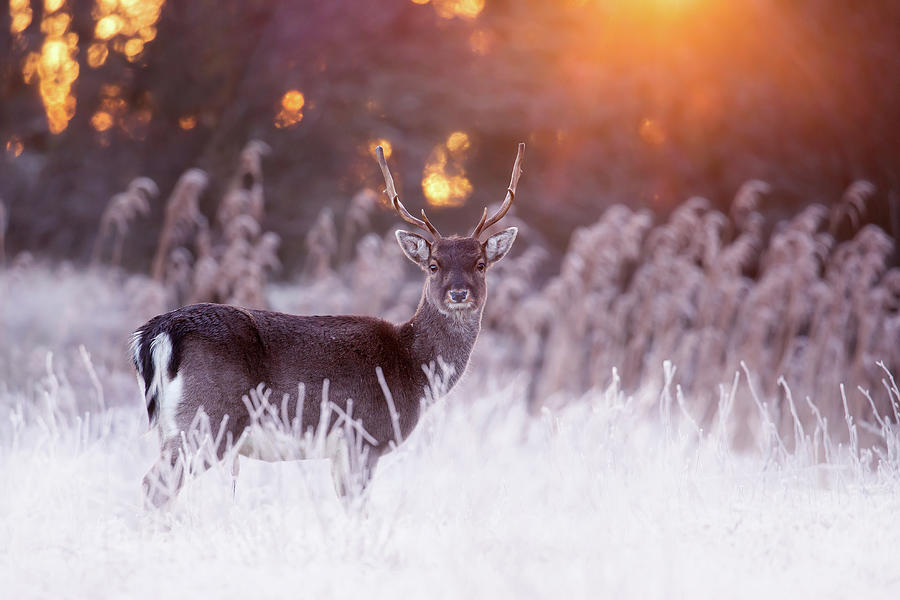 Deer Photograph - Rudolph the Red Sky Fallow Deer by Roeselien Raimond