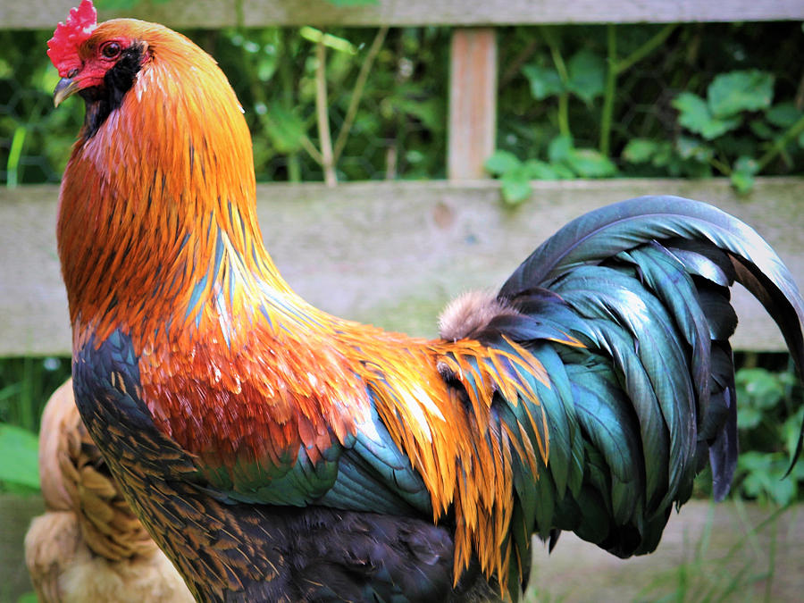 Rudy The Rooster Photograph By Peggy Anne Kendle-schuetz - Fine Art America