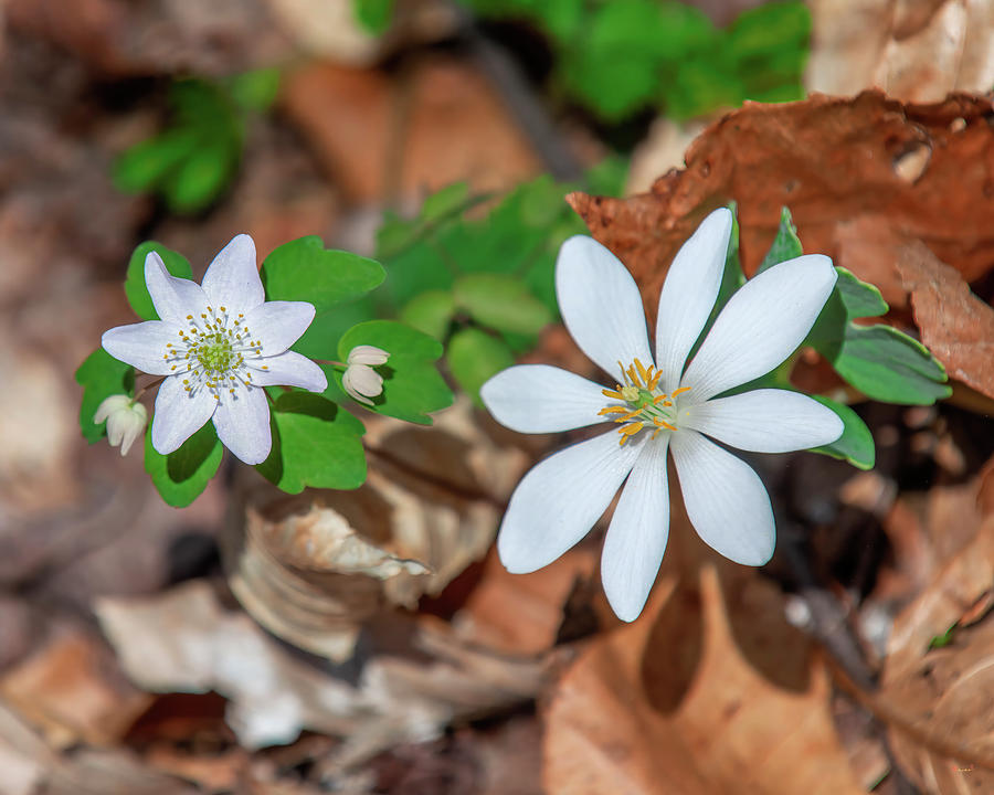 Rue Anemone and Bloodroot DFL1258 Photograph by Gerry Gantt