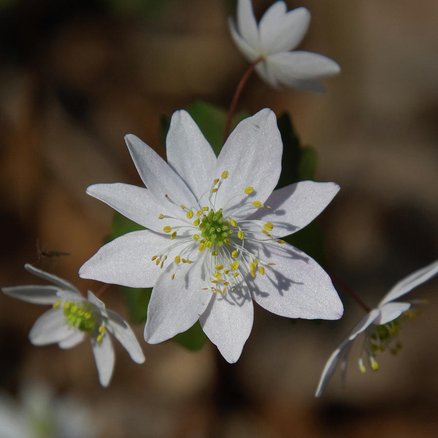 Rue Anemone Detail Photograph by Cascade Colors